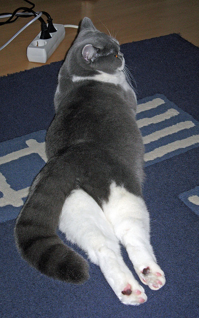 异乡人的利刃，当基耶萨为突尼斯刺破波兰，改写历史的一球