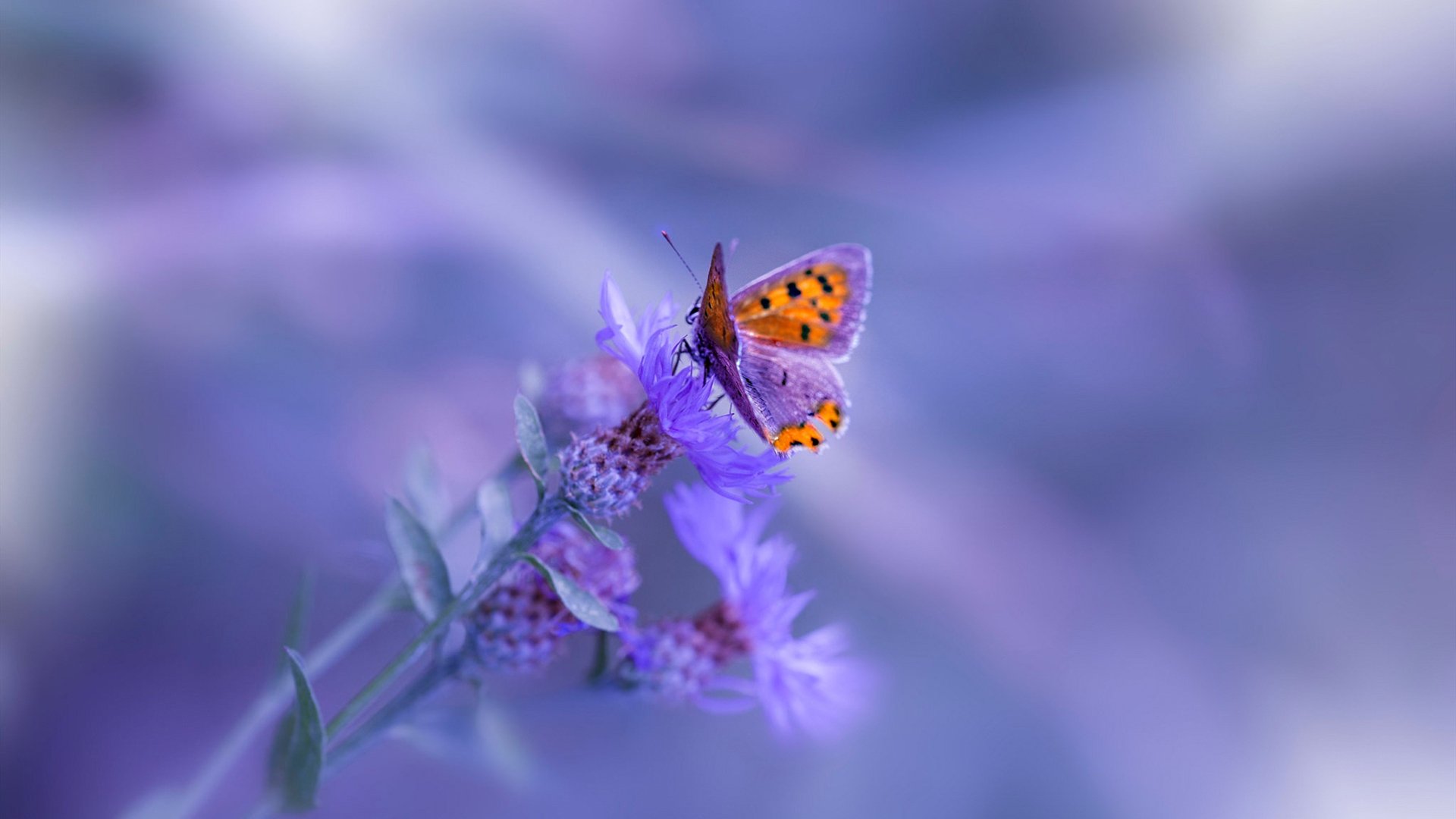 开云官网-致命刺客，从遗忘者到终结者，霍勒迪一剑封喉骑士惊险胜鹈鹕