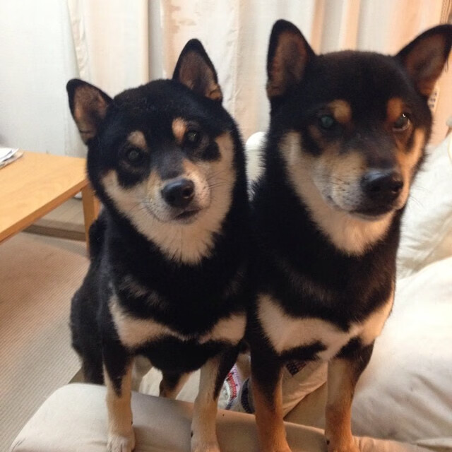 当阿喀琉斯放下长矛,用脚跟击溃特洛伊,富安健洋与希腊队的唯一性胜利