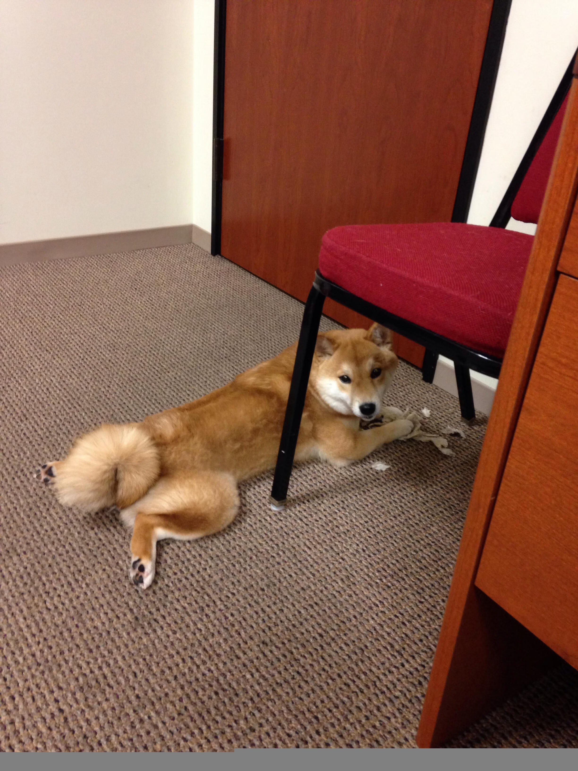 钢铁城墙崩塌之夜，范戴克穿越基辅迷雾的救赎之战