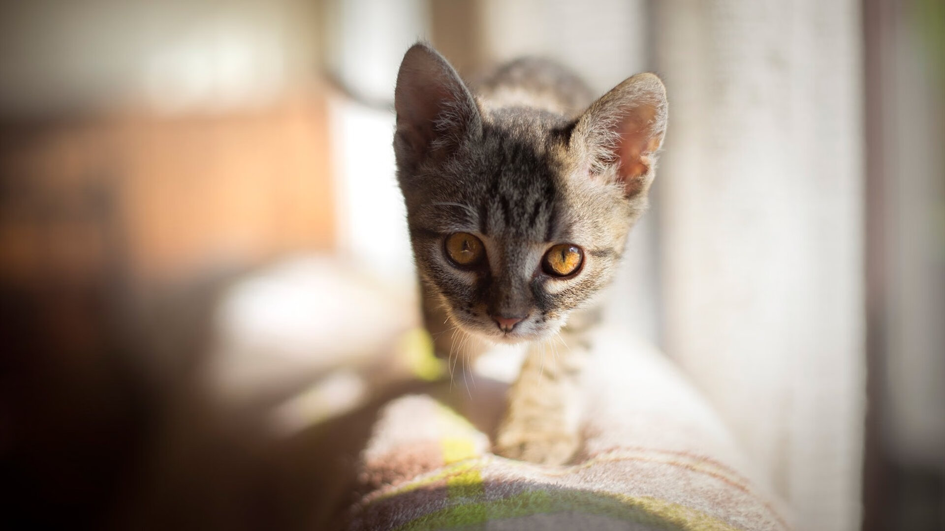 蓝黑血脉里的爱尔兰基因，巴斯托尼在奥运临界点接管比赛