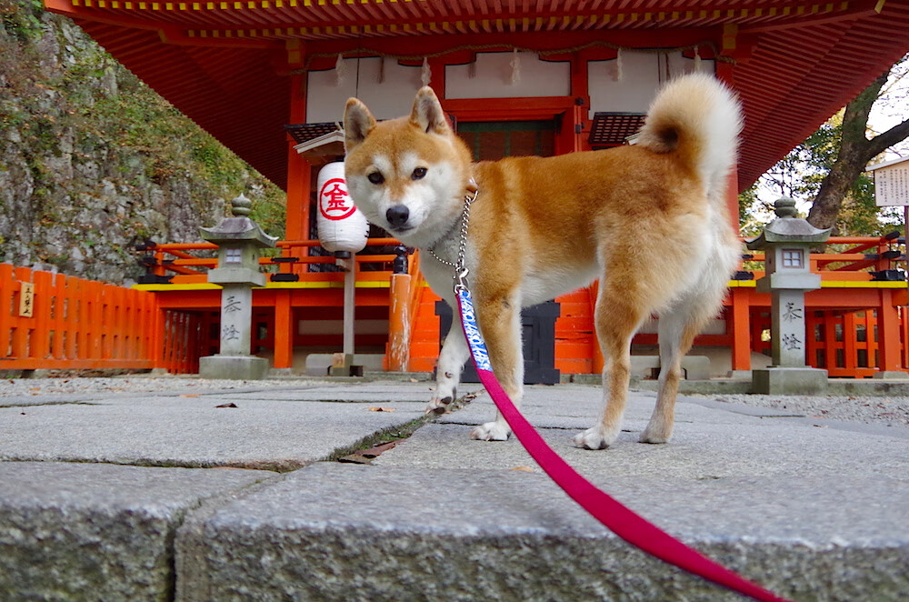 当铁网缠住箭雨,灰熊用窒息防守绞杀火箭,德罗赞以古典技艺持续撕裂防线