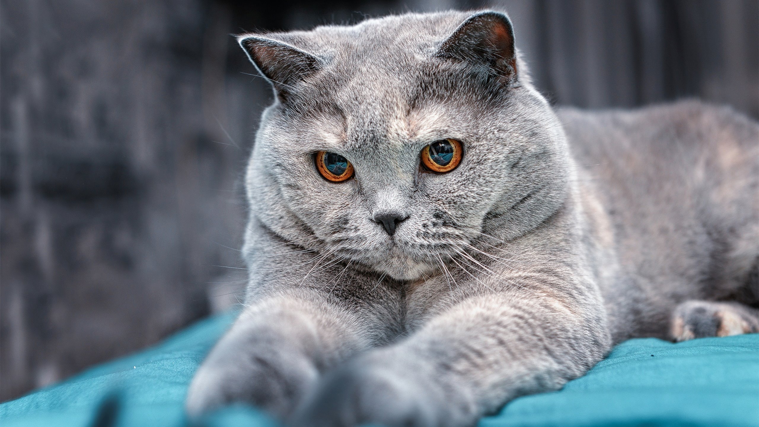 唯一性的跨界交响,国际米兰土耳其称雄与加克波NBA季后赛奇幻接管