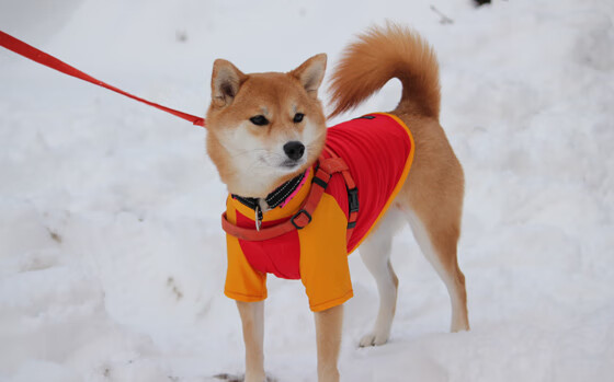 跨联赛突围，吉林队爆冷胜太阳 拉文奥运前哨战独舞定乾坤